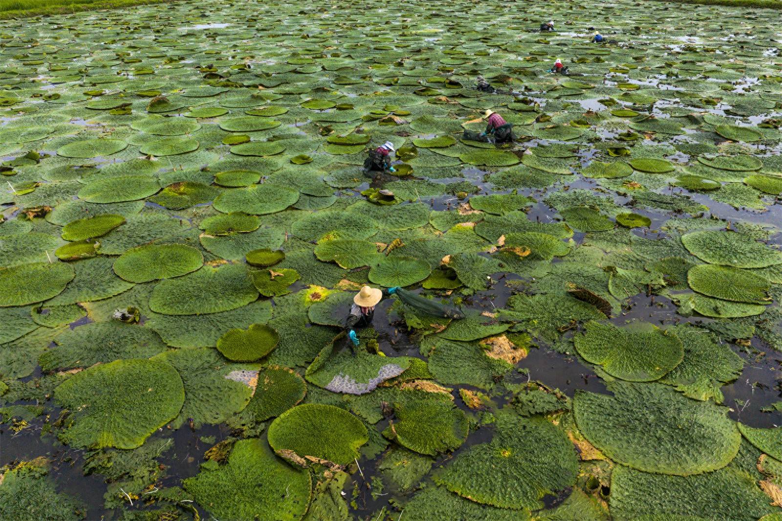 光山芡實(shí)豐收季 生態(tài)農(nóng)業(yè)助增收:生態(tài)農(nóng)業(yè)