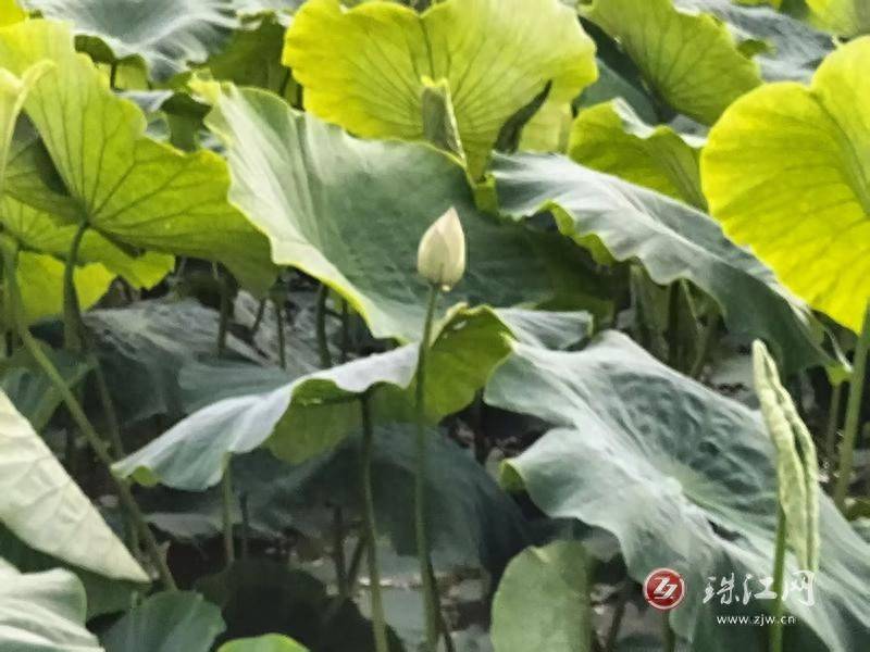 馬龍區(qū)張安屯街道創(chuàng)新驅(qū)動打造生態(tài)農(nóng)業(yè)實踐樣板:生態(tài)農(nóng)業(yè)