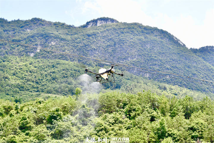 “綠”動(dòng)貴州｜生態(tài)農(nóng)業(yè)讓貴州鄉(xiāng)村“長(zhǎng)”出新模樣:生態(tài)農(nóng)業(yè)