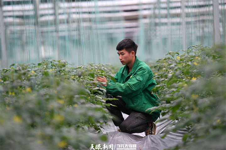 “綠”動(dòng)貴州｜生態(tài)農(nóng)業(yè)讓貴州鄉(xiāng)村“長(zhǎng)”出新模樣:生態(tài)農(nóng)業(yè)