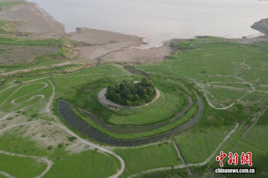 河南黃河三門峽庫區(qū)現(xiàn)“生態(tài)草原”景觀:生態(tài)景觀