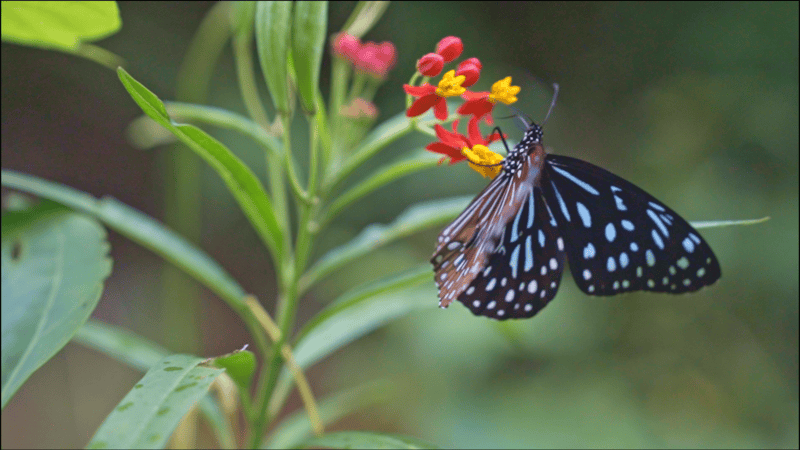 云南元江出現(xiàn)“蝴蝶大爆發(fā)”生態(tài)景觀:生態(tài)景觀