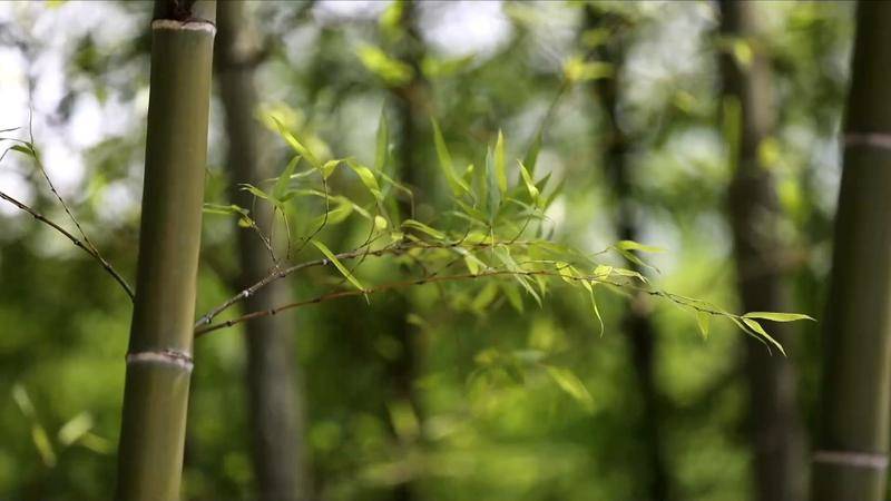 新華視點(diǎn)|美麗生態(tài)新景觀里的東方智慧:生態(tài)景觀