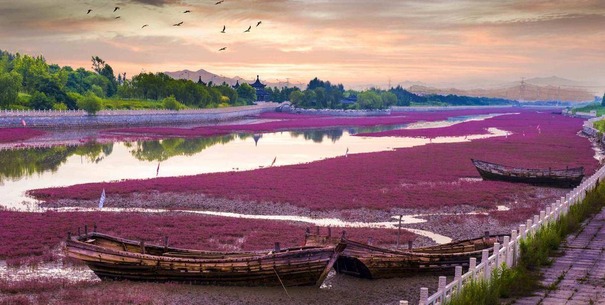 營口團(tuán)山海洋公園生態(tài)修復(fù)項(xiàng)目成效顯著實(shí)現(xiàn)"岸綠灘紅"生態(tài)景觀:生態(tài)景觀